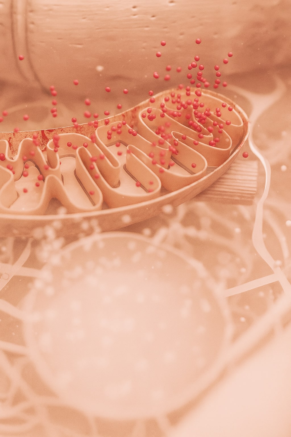 Mitochondria2-min.jpg